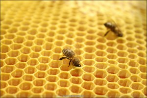 Bienen Honig