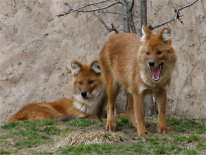 fuchs2