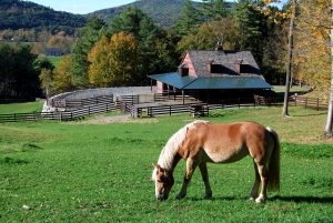 Ferien auf dem Reiterhof